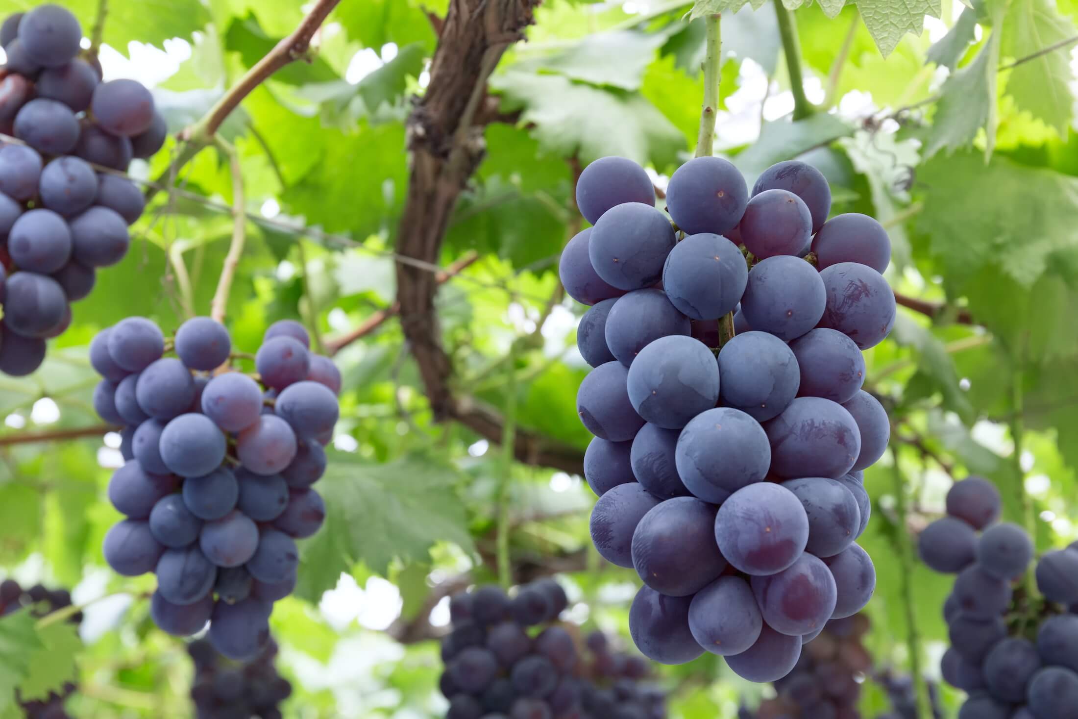 Organize Your Roadmap By Themes Organize Your Roadmap By Themes